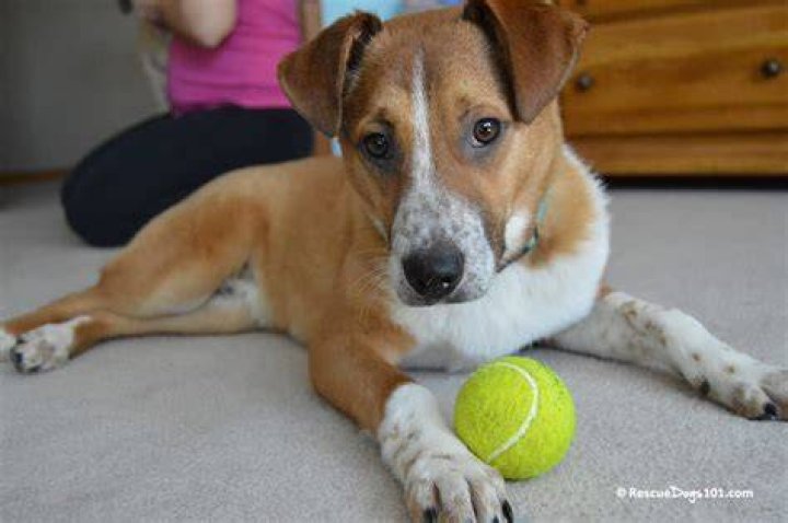 Why won't my dog play with a ball?