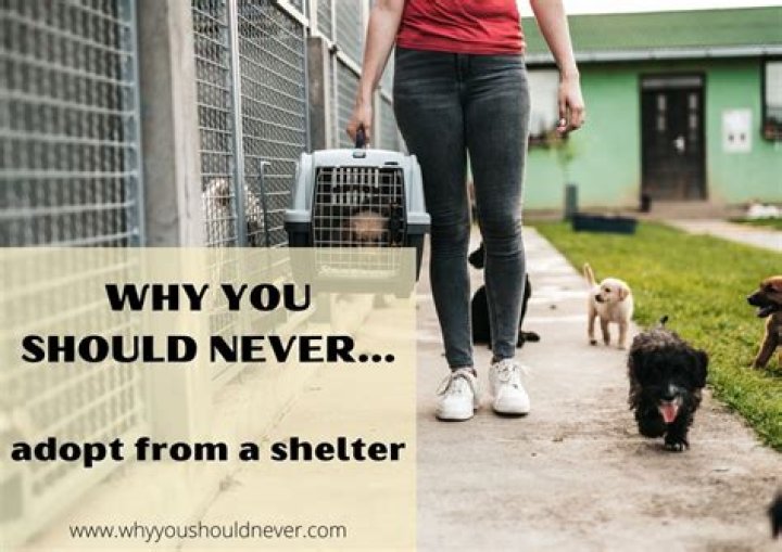 Why you shouldn't adopt from breeders?