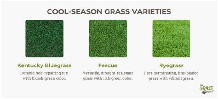 Why you shouldn't cut your grass?